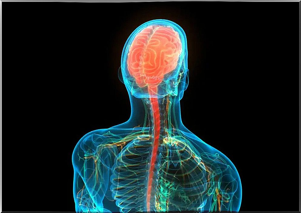 A diagram showing the brain and spinal cord