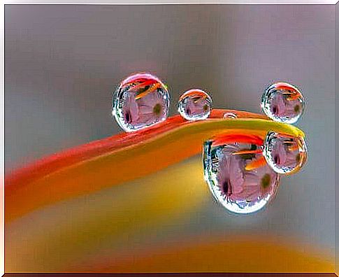 Drops of rain on a flower