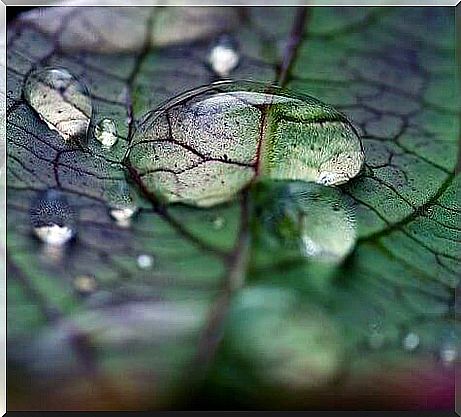 dewdrop