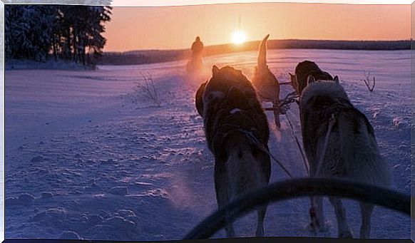 Finland and dogs pulling a sled