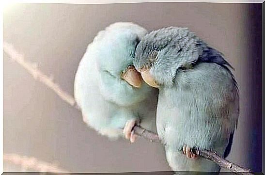 Two little birds keeping each other warm