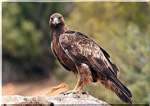 An eagle on a rock