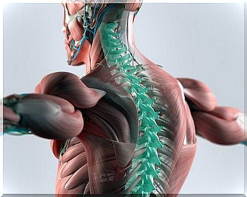 The cerebrospinal fluid: foundation of the central nervous system