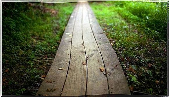 Path in the forest