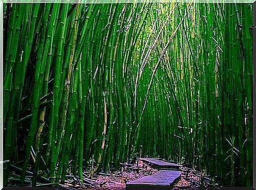 Bamboo