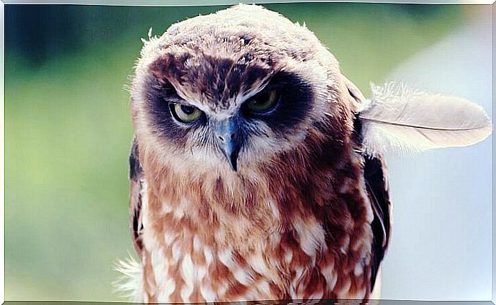 Angry looking owl